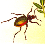 Calosoma sycophanta, from Curtis, British Entomology, 1823-1840: plate 330
